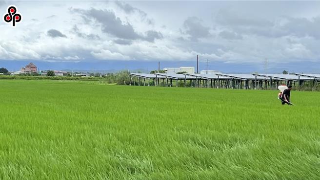 农业部2018年推动「化学农药10年减半政策」，2027年将化学农药使用量减半，但2017年至今每年化学农药使用量无明显变化。（报系资料照）