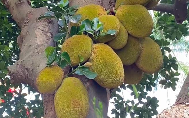 基隆市中正公园内有一颗波罗蜜树是70年前由胡适亲手栽种的老树，目前由基隆市政府列管。26日有一对黄姓兄弟因见果实很美就骑车合力摘取，经警方追查后，由于列管老树属于公物，依窃盗罪将兄弟移送基隆地检署侦办。（翻摄画面／徐佑升基隆传真）