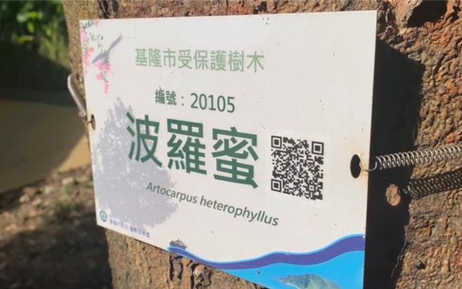 基隆市中正公园内有一颗波罗蜜树是70年前由胡适亲手栽种的老树，目前由基隆市政府列管。树干有明显告示牌，表明该树为列管受保护树木，也可以用智慧型手机扫QRCODE了解。（翻摄画面／徐佑升基隆传真）