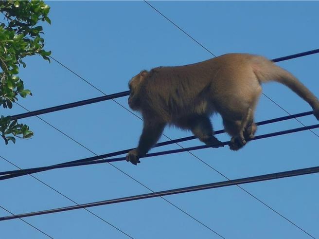南彰化地區近1個多來出現獼猴流竄，民眾拍下該猴行走於電線的畫面。（民眾提供／孫英哲彰化傳真）