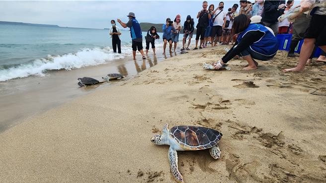 澎湖27日上午在時裡沙灘，野放34隻小海龜回到大海。（許逸民攝）