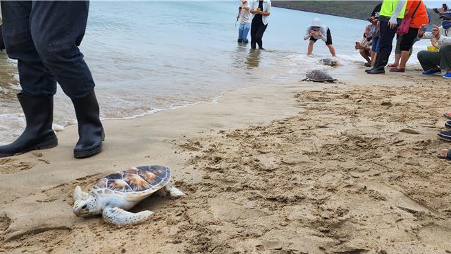 澎湖27日上午在時裡沙灘，野放34隻小海龜回到大海，其中32隻是2021年9月無法從卵窩自行爬出的小綠蠵龜，今天是第一次下海。（許逸民攝）