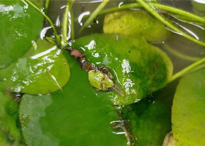 高雄市府农业局表示，水螟蛾为水莲重要害虫，利用无人机施用苏力菌防治水螟蛾，不仅省工、效果好、还兼顾食安及生态保育，可谓是多赢的局面。（高雄市农业局提供／林雅惠传真）