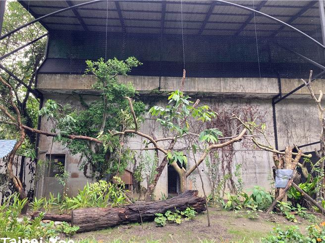 台北市立动物园将于本月28日将庆祝109周年庆，当天以全新雉科珍禽区开幕作为园庆贺礼。(黄敬文翻摄)