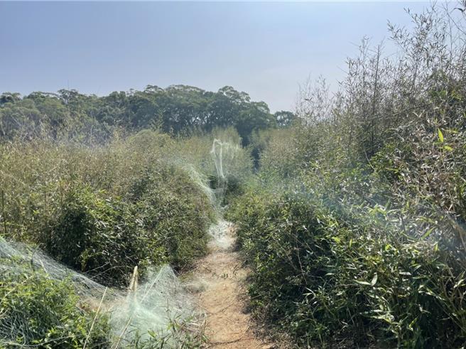 竹南警分局26日派员前往龙坑山区巡查，当场发现非法鸽网。（读者提供／谢明俊苗栗传真）