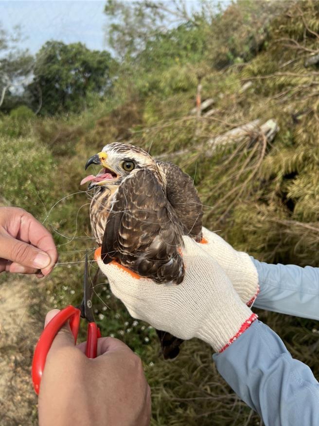 竹南警分局26日派员前往龙坑山区巡查，当场发现非法鸽网，救出一只第2类保育动物凤头苍鹰。（读者提供／谢明俊苗栗传真）