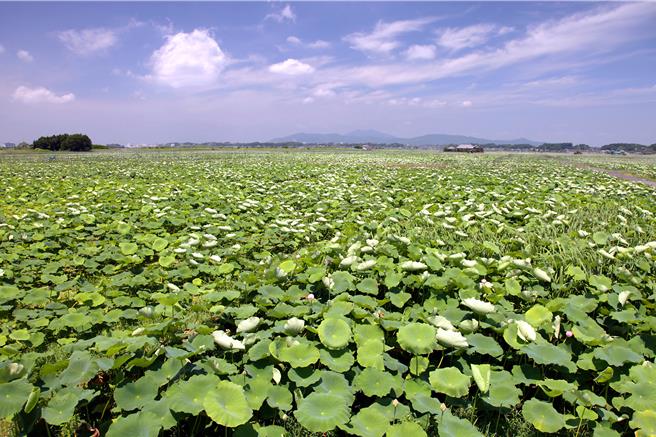 土浦盛产莲藕，主要种在霞浦湖畔。(台南市政府提供／曹婷婷台南传真)
