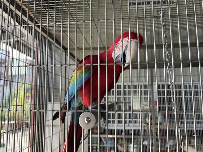 台湾的宠物鸟商机正夯，图为高雄业者饲养的鹦鹉。（林瑞益摄）