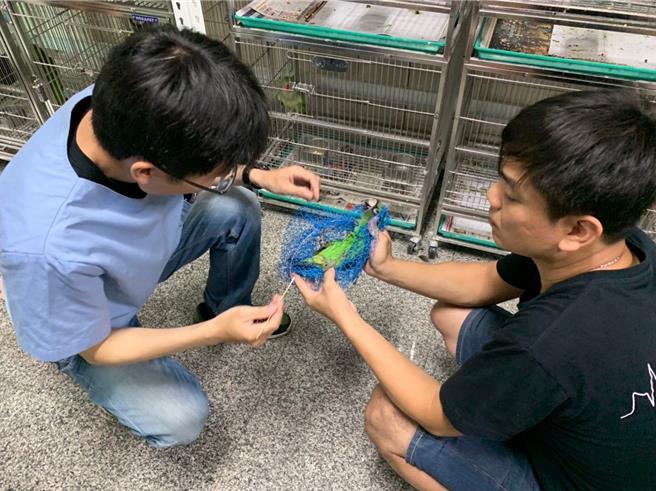 高雄动保处长年辅导辖区宠物鸟产业，今年10月28日连续7年举办「鸟事一箩筐」系列讲座，图为学员观察鹦鹉状态。（动保处提供／林瑞益高雄传真）