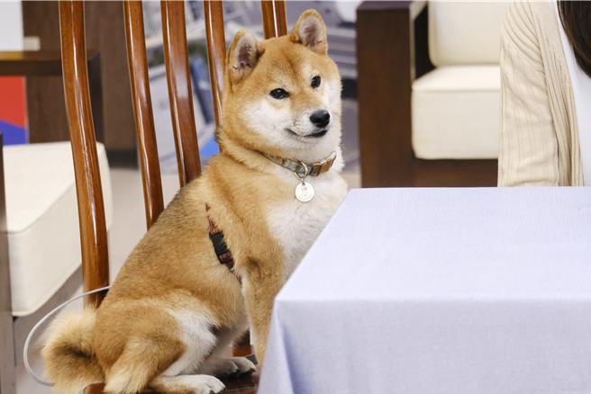 柴犬「Ｑ宝」是基隆市警局中二路派出所的「看板警犬」，个性温驯相当可爱，很受到洽公民眾欢迎。（基隆市政府提供／徐佑升基隆传真）