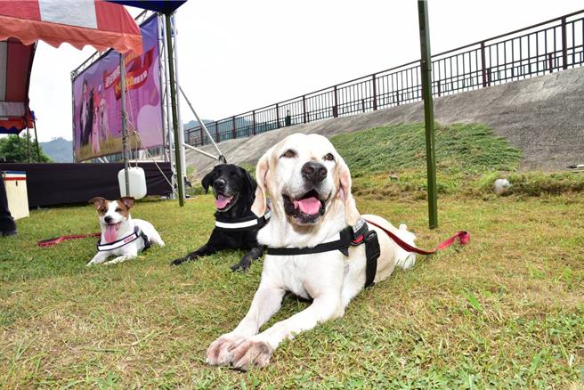 台中市「搜救英雄」铁雄、腿腿、本丸多年来穿梭在大小灾难现场救灾，今年6月光荣退役，近日找到合适的领养人，台中市消防局28日于搜救犬队举办毕业典礼，感谢3只搜救犬付出。（台中市消防局提供／潘虹恩台中传真）