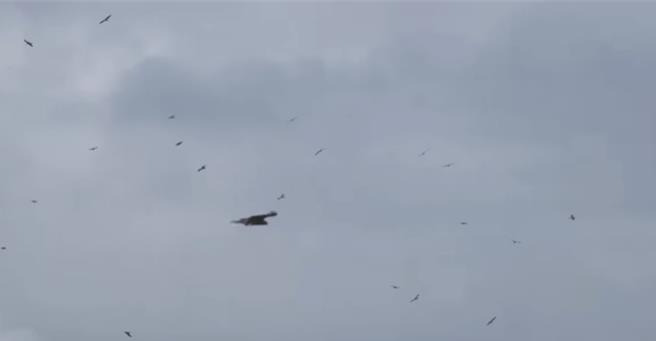 基隆市野鳥學會理事長沈錦豐，日前在新山水庫觀察鳥類生態時，恰好目擊至少75隻黑鳶同時間出現，沈表示這是學會成立以來，同一時間在基隆記錄的最大量情形，非常震撼，也相當罕見。（沈錦豐提供／徐佑昇基隆傳真）