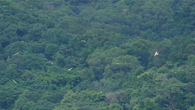 基隆市野鳥學會理事長沈錦豐，日前在新山水庫觀察鳥類生態時，恰好目擊至少75隻黑鳶同時間出現，沈表示這是學會成立以來，同一時間在基隆記錄的最大量情形，非常震撼，也相當罕見。（沈錦豐提供／徐佑昇基隆傳真）