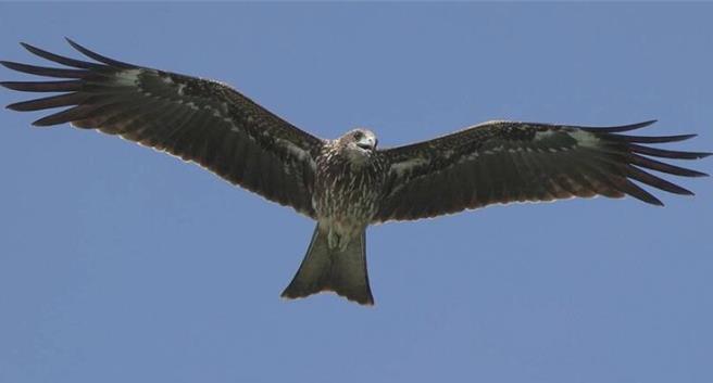 基隆市野鳥學會理事長沈錦豐，日前在新山水庫觀察鳥類生態時，恰好目擊至少75隻黑鳶同時間出現，相當罕見。圖為黑鳶飛翔情形。（沈錦豐提供／徐佑昇基隆傳真）