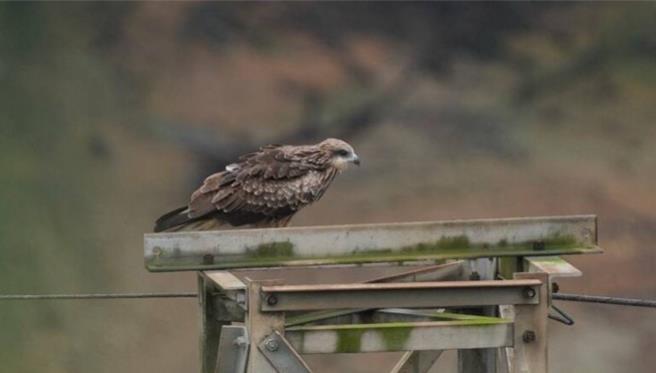 基隆市野鳥學會理事長沈錦豐，日前在新山水庫觀察鳥類生態時，恰好目擊至少75隻黑鳶同時間出現，相當罕見。圖為黑鳶休憩情形。（沈錦豐提供／徐佑昇基隆傳真）