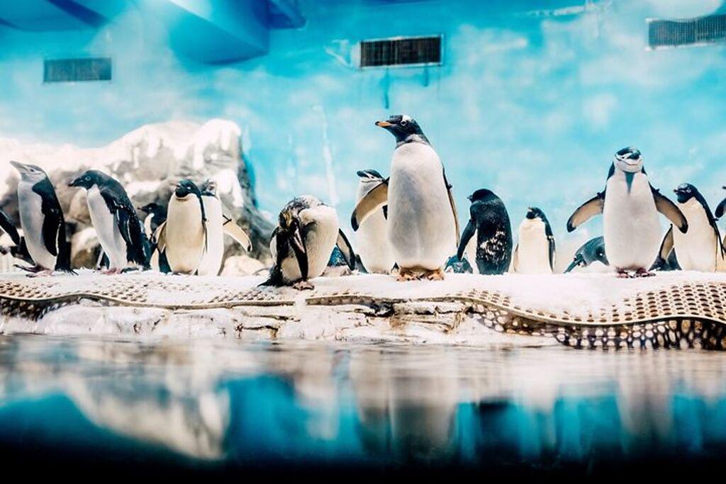 屏東海生館擁有全台數量及種類最多的企鵝。　圖：國立海洋生物博物館／提供 