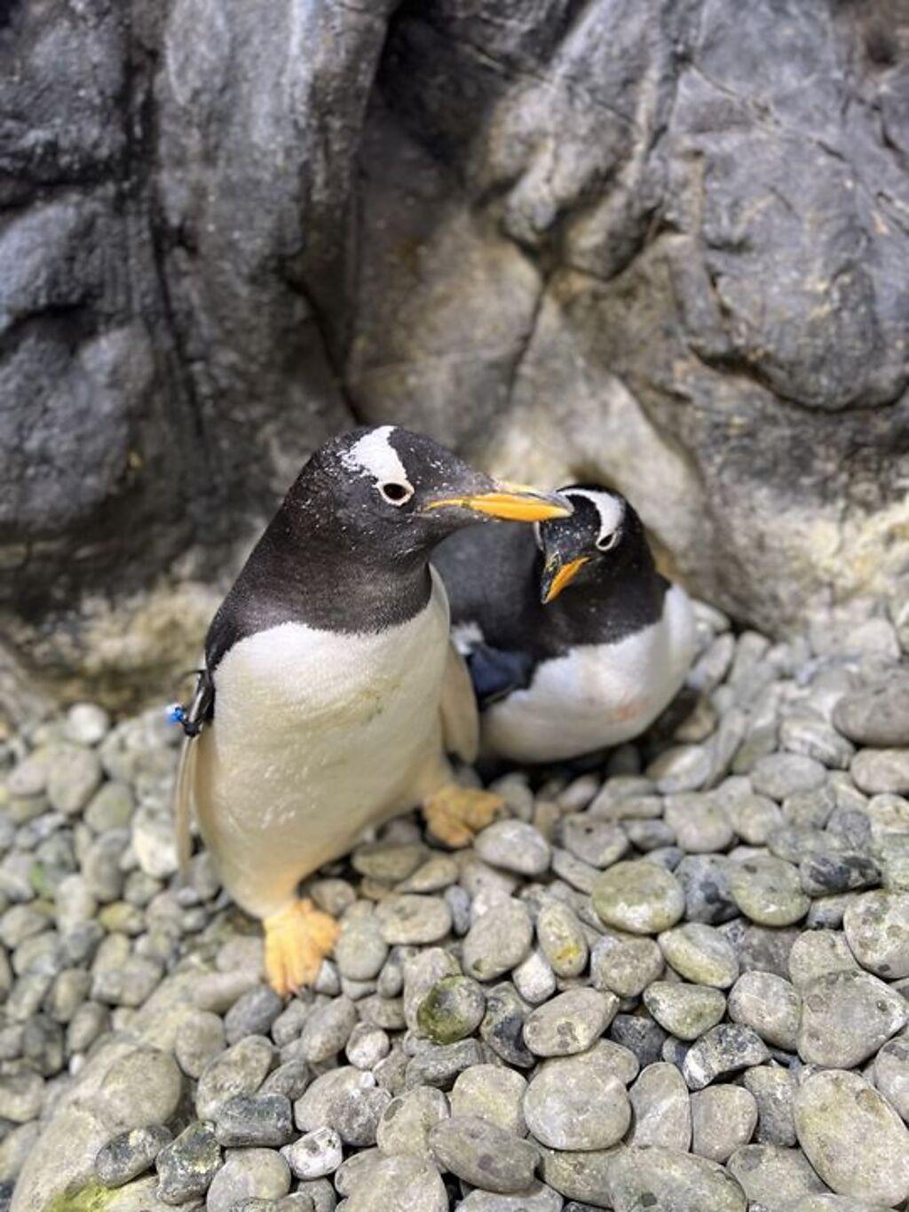 企鵝繁殖季缸內總是充滿甜蜜氛圍。　圖：國立海洋生物博物館／提供
