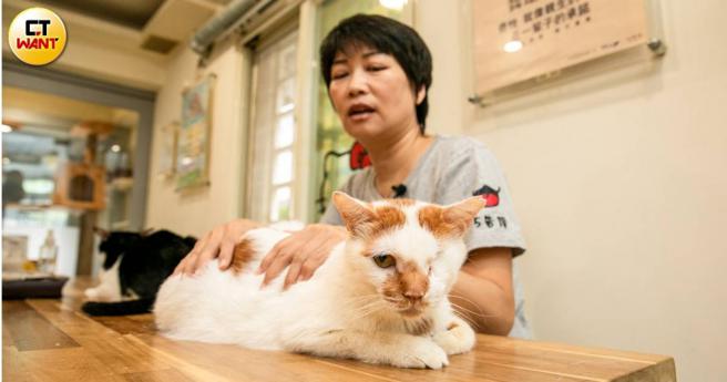 「金秋條貓的部屋」致力於癱貓救援，結合貓咪寄宿與安寧服務，讓「喵生」能更圓滿。（圖／宋岱融攝）