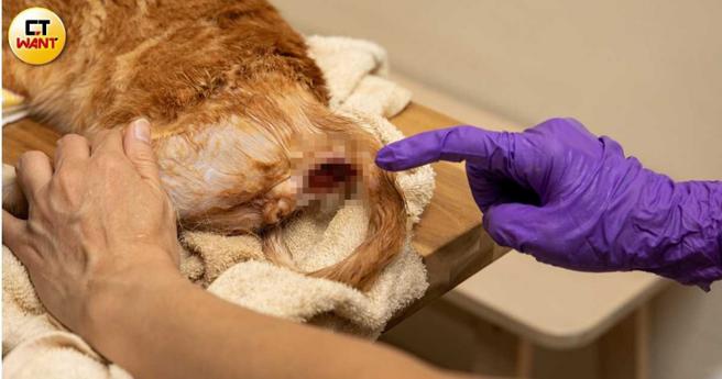 呆媽對癱貓的照料費盡苦心，天天替牠們擠屎尿，讓傷殘貓咪也能有尊嚴的展開未來生活。（圖／宋岱融攝）