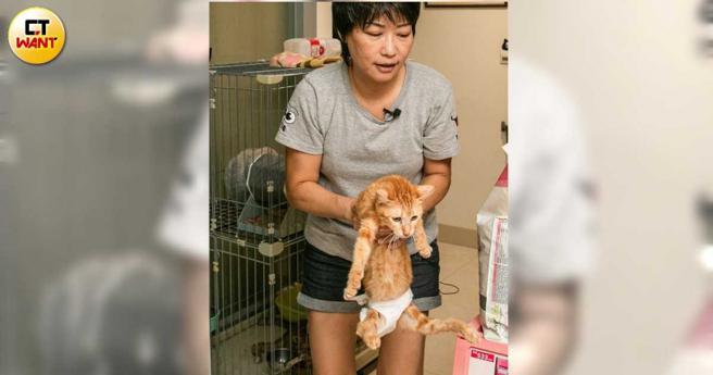 只要貓咪堅持活下去，呆媽就傾心盡力救護到底，殘缺生命也因她的溫暖變得更加盈滿。（圖／宋岱融攝）