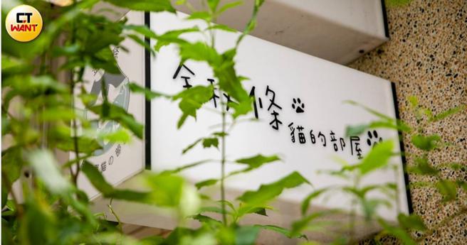 为确保每只残猫的生活品质能维持，呆妈咬牙苦撑，将猫旅宿经营得有声有色，成为当地的特色猫咪寄宿点之一。（图／宋岱融摄）