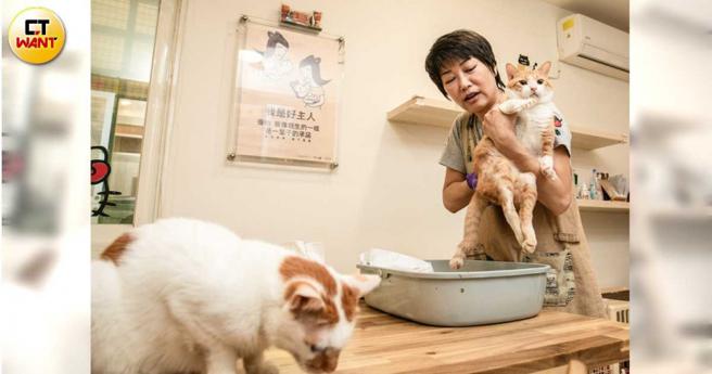面对瘫猫庞大的医药开销，呆妈仍用甘之如饴的态度陪伴这群「折翼天使」度过残余「猫生」。（图／宋岱融摄）