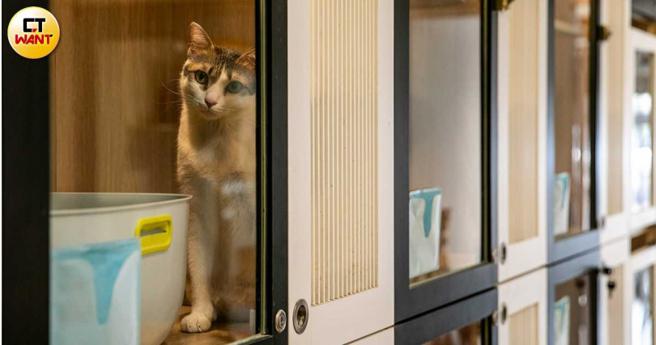 呆妈除了希望能让残猫获得一线生机，也开设课程期盼有意认养的人能更近身了解「瘫痪猫咪」。（图／宋岱融摄）