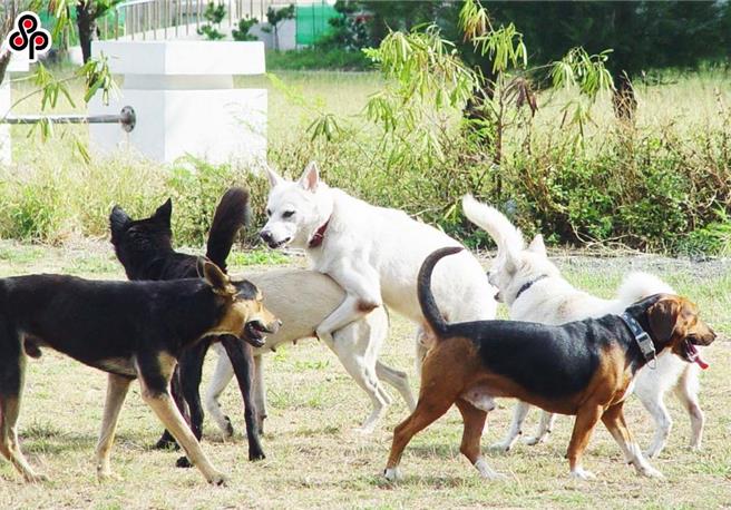 針對「特定台灣原生種野生動物因犬隻侵擾改善專案計畫」，民團表示，應儘速擴大至更多野生動物受犬隻侵擾之區域，而全國法定生態保護區及野生動物熱區也應全面禁止餵食，才能有效避免游蕩犬貓數量繼續上升。（本報系資料照）