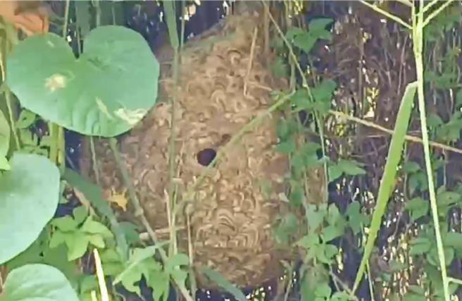 高雄冈山警方日前接获情资，于10月29日侦破一个设在梓官区一处树林内的职业天九牌赌场，在赌场旁的树林发现一个虎头蜂窝（见图）。（翻摄照片／林瑞益高雄传真）
