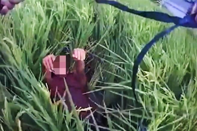 52岁徐姓惯窃偷电线，以殭尸姿态卧倒在稻田中，被竹北警分局员警逮获。（竹北警分局提供／罗浚滨新竹传真）