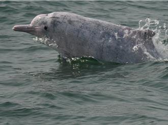 250位漁民守護白海豚 近2年累積152筆目擊回報