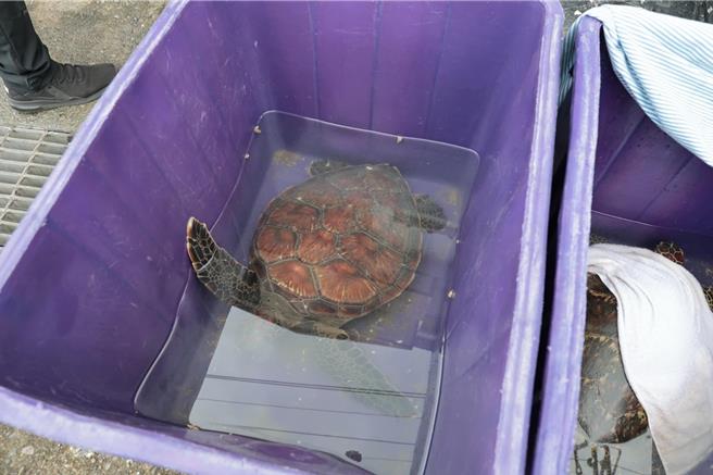 兩隻綠蠵龜（見圖）於10月29日誤觸進港漁船「億昇66」的定置漁網，海巡署人員將其置放在水桶內。（摘自管碧玲臉書／林瑞益高雄傳真）