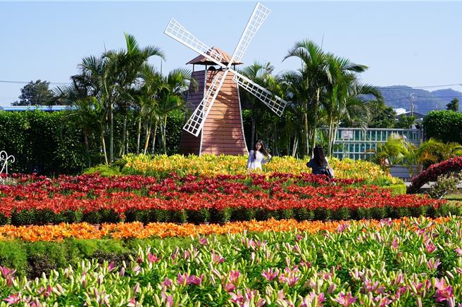 后里中社观光花市百合花季31日登场，将持续到明年5月，欢迎游客造访大饱眼福。（陈淑娥摄）