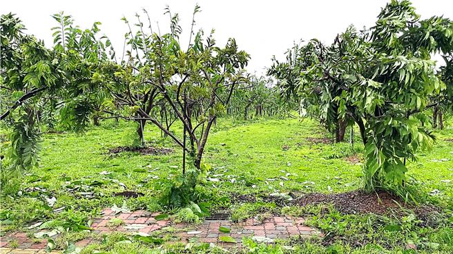 海葵颱風重創台東，農業損失逾7億元，農業部公告台東縣全品項作物列入天災救助，但至今已月餘，農民仍未獲救助金。（蕭嘉蕙攝）