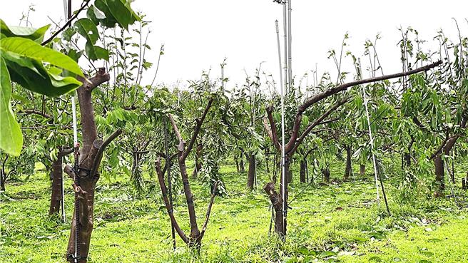 台東縣鹿野、太麻里、東河3鄉鎮勘查未過，主要原因為虛報災損面積、作物或未管理的農地仍報災損，不合格率過高，鄉鎮公所需重新檢視文件再復查。（蕭嘉蕙攝）