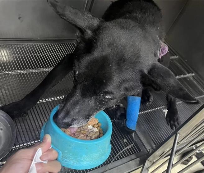 該隻黑狗送往獸醫院治療，目前生命跡象穩定。(桃市農業局提供／呂筱蟬桃園傳真)