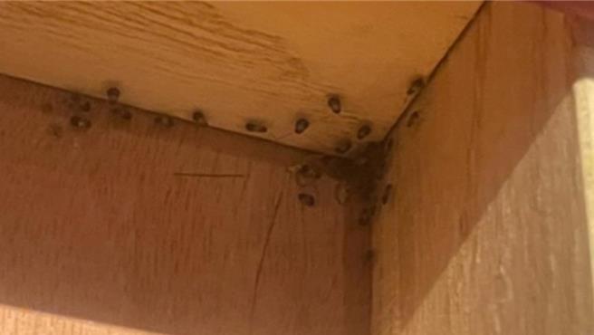 北市一名网友表示，昨晚到百货公司内的知名麻辣锅用餐，打开桌子下的抽屉拿卫生纸擦嘴时，发现抽屉里一整窝的蟑螂。（图／翻摄自爆料公社）