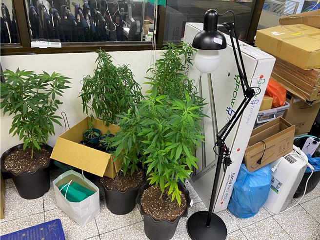 台中市警局刑大10月中旬破获种植大麻毒品案，查扣15株大麻，暂置于办公室。警方1日表示，送鑑验前要先风乾或烘乾，再装袋。（警方提供／陈淑芬台中传真）★《中时新闻网》关心您：保护自己、远离毒品！