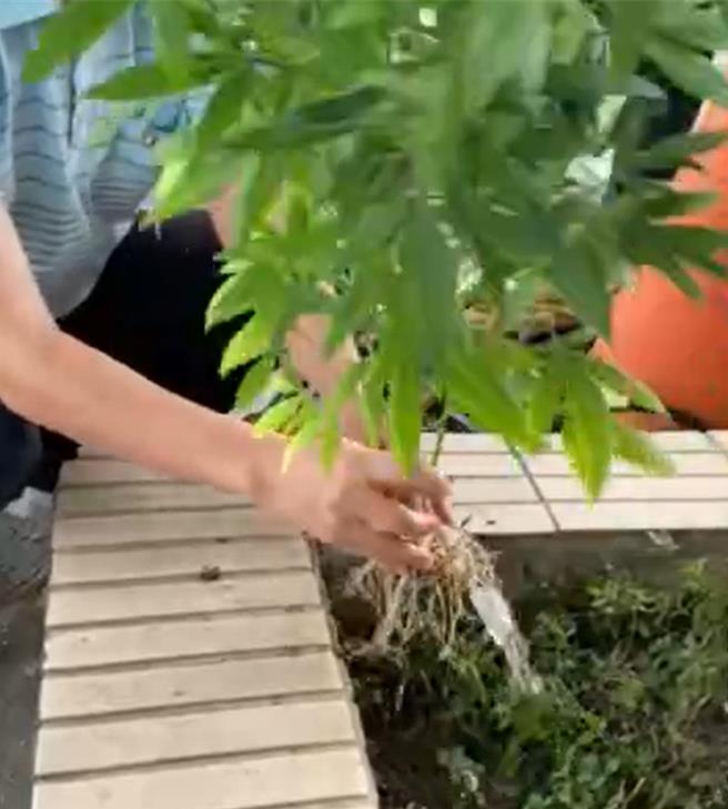 台中市警局刑大10月中旬破获种植大麻毒品案，查扣15株大麻，暂置于办公室。警方1日表示，送鑑验前要先风乾或烘乾，再装袋。（警方提供／陈淑芬台中传真）★《中时新闻网》关心您：保护自己、远离毒品！