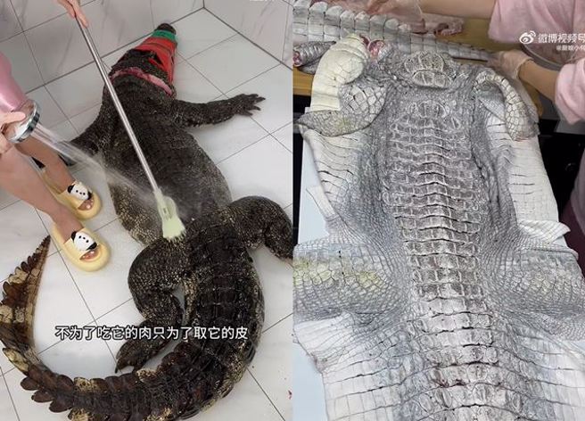 女网红将90公斤鱷鱼做成桌上料理，还狂言「买一只鱷鱼做成鱷鱼皮包包，是不是太划算了」。（图／翻摄自微博）