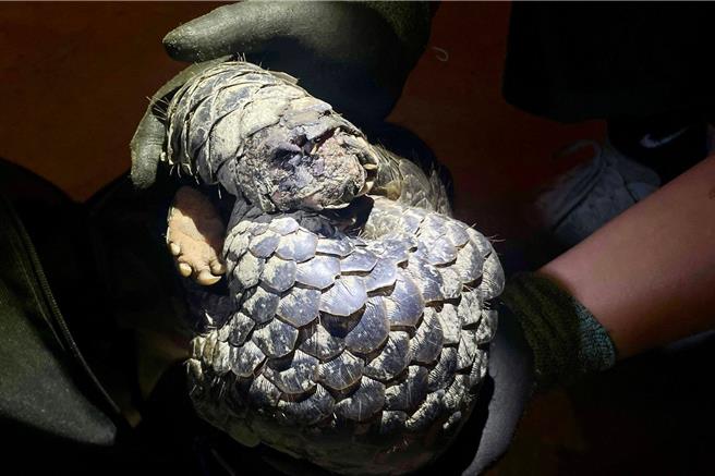 台南龙崎牛埔地质公园1日晚间发现本周以来第3只受伤的穿山甲，尾巴疑遭游荡犬咬断一截。(台南社大提供／曹婷婷台南传真)