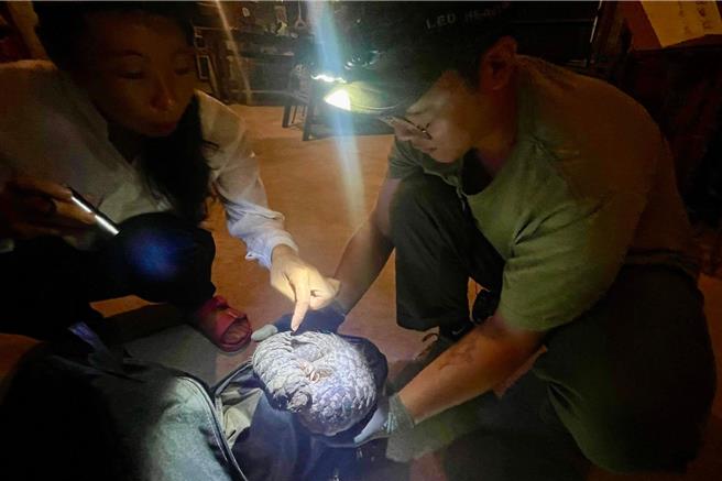 台南社大抢救受伤的穿山甲，呼吁政府应重视游荡犬问题并尽速解决，避免更多野生动物受害。(台南社大提供／曹婷婷台南传真)