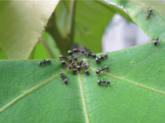 继红火蚁之后，随着气候变迁，近年来「疣胸琉璃蚁」影响范围逐渐扩大，目前新竹科学园区及新竹县、市交界处都面临琉璃蚁肆虐的危机。（新竹市政府提供／陈育贤新竹传真）