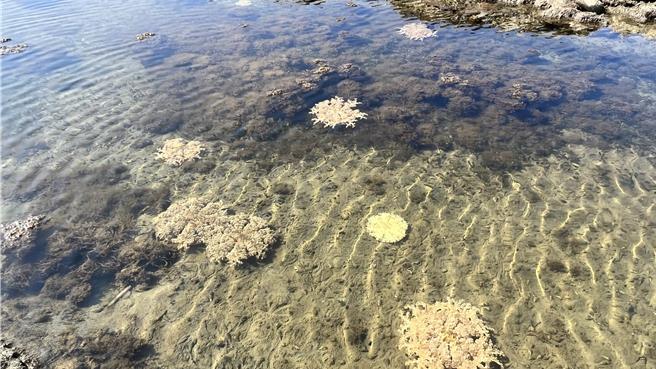 倒立水母外觀像盛開的花，粉紅的色澤非常漂亮。（張毓翎攝）