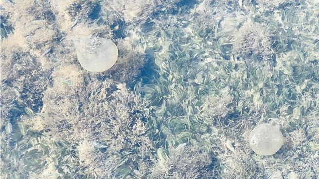 當地居民陳麗秋2日在現場發現外觀像氣球的水母。（張毓翎攝）