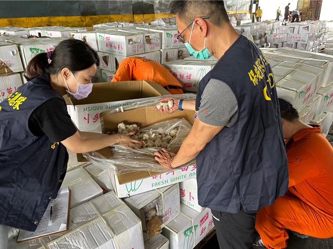 保三总队第二大队查获一只大陆进口的白萝卜货柜却夹藏香菇丝及蒜头。（翻摄照片／洪靖宜高雄传真）