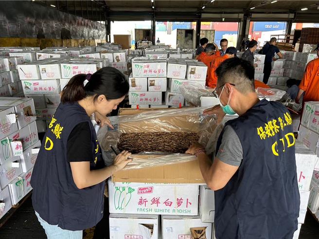 保三总队第二大队查获一只大陆进口的白萝卜货柜却夹藏香菇丝及蒜头。（翻摄照片／洪靖宜高雄传真）