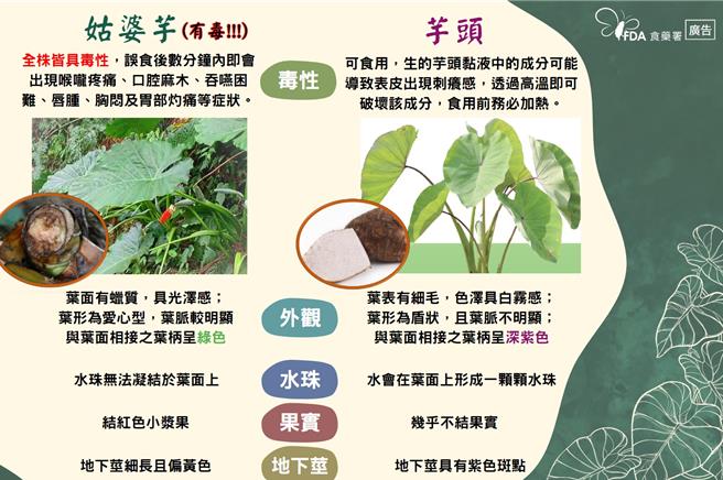 食藥署1日舉辦記者會提醒民眾，勿將姑婆芋當成芋頭食用。（食藥署提供）