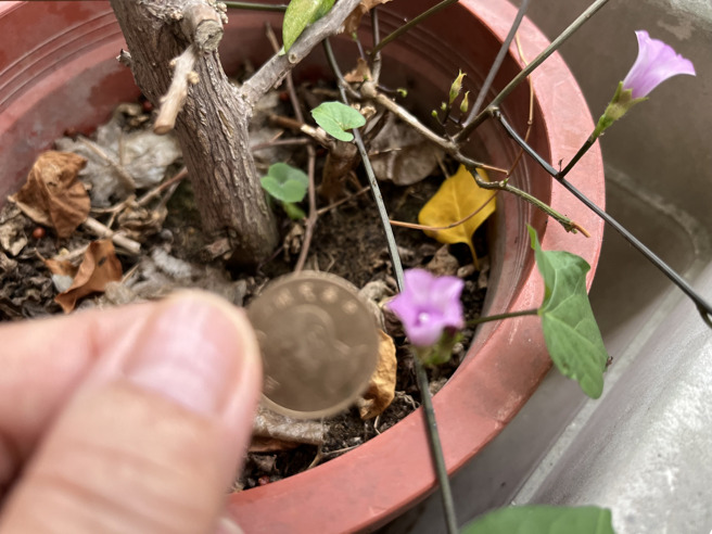 管中閔表示，開出來的花雖比1元銅板小很多。（圖／翻攝自管中閔臉書）