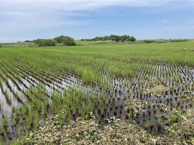 經濟部能源署及農業部人員8月18日到雲林縣口湖鄉勘查低地力地區，八成土地都仍種植，圖為其中一筆。（雲林縣政府提供）